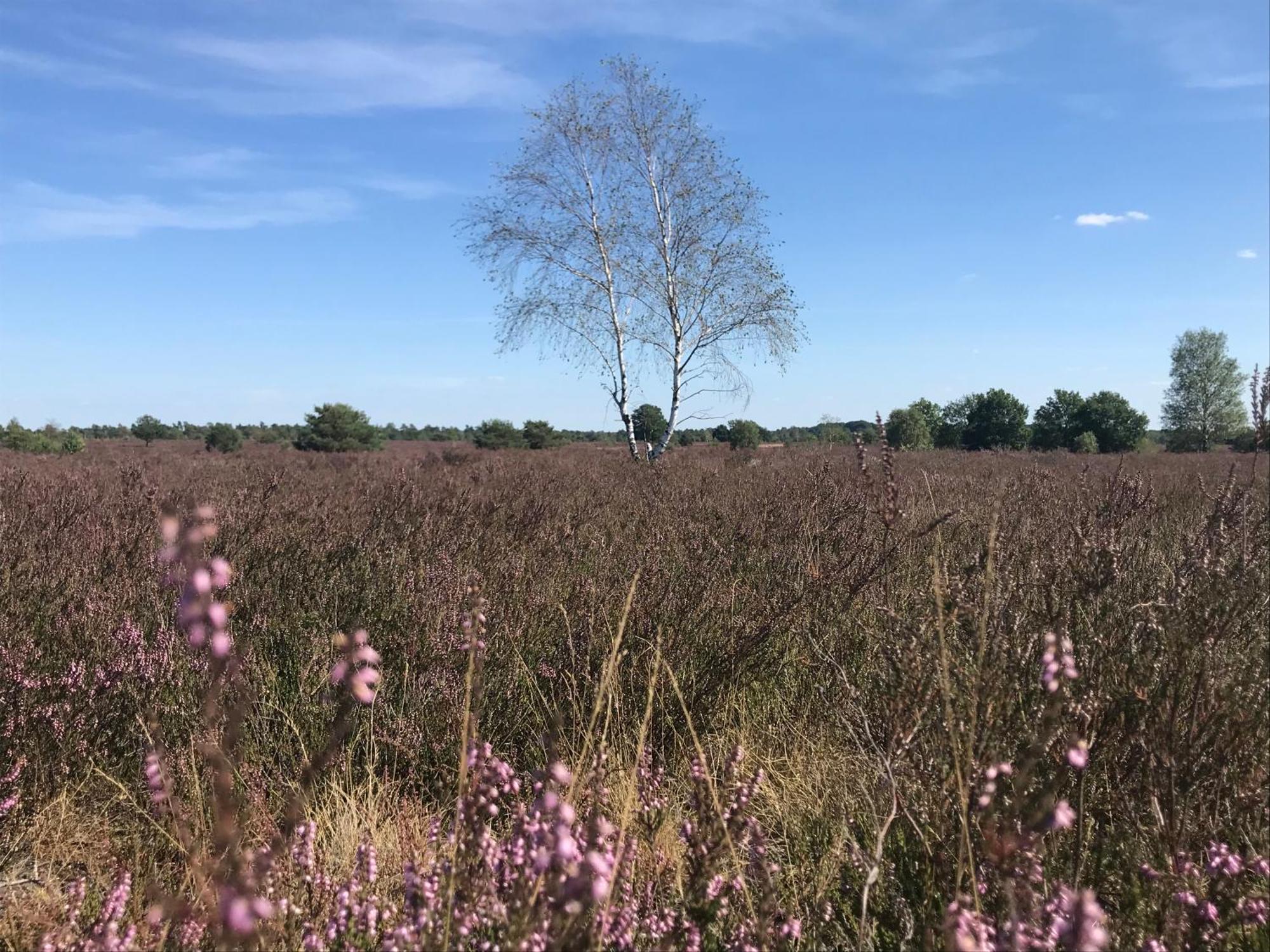 Ferienwohnung Calluna Buchholz in der Nordheide Exteriér fotografie